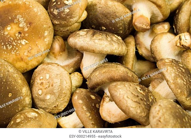 A background of fresh shiitake mushrooms