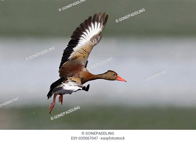 Black-bellied Whistling Duck (Dendrocygna autumnalis) in Flight - Chagres River, Panama