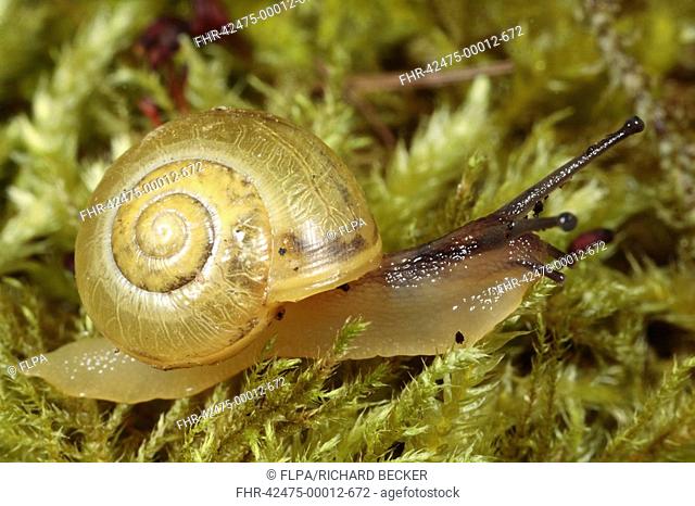 White-lipped Banded Snail Cepaea hortensis yellow form, adult, on moss, Powys, Wales