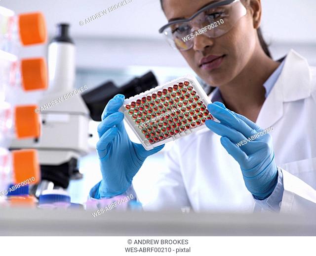Female scientist preparing a multi well tray containing blood samples for clinical testing in the laboratory