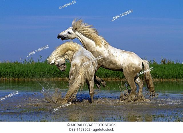 France, Bouches du Rhone, Natural Regional Park of Camargue , Saintes Maries de la Mer, Camargue horse
