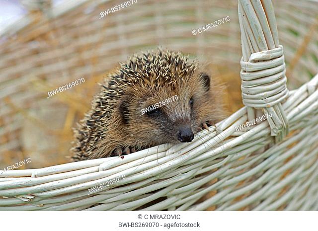 Western hedgehog, European hedgehog Erinaceus europaeus, sitting in a white basket, Germany, Bavaria
