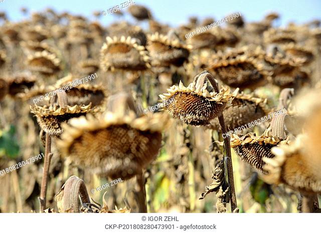 Dry sunflowers in a field near Rajhrad, Czech Republic, on August 28, 2018. (CTK Photo/Igor Zehl)