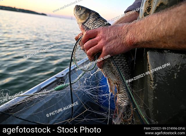 PRODUCTION - 18 May 2022, Baden-Wuerttemberg, Friedrichshafen: Fischer Liebsch hauls in a net containing a chub (Squalius cephalus) off Fischbach on Lake...