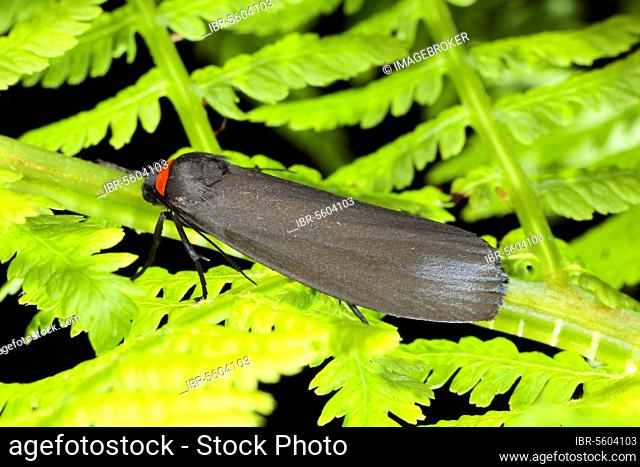 Red-necked footman (Atolmis rubricollis), Red-necked Footman adult, resting on fern frond, Powys, Wales, june, Insects, Moths, Butterflies, Animals