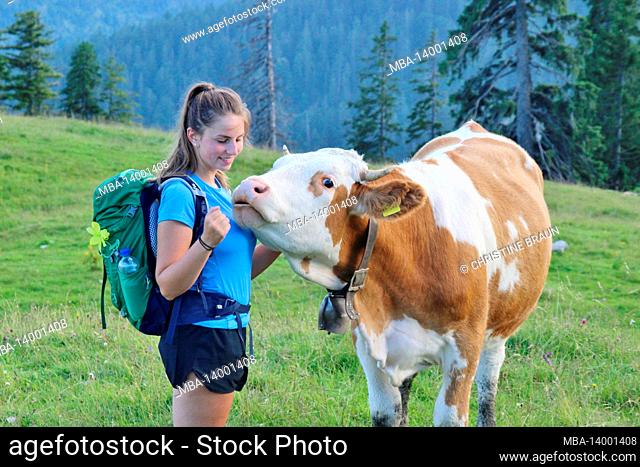 young woman on a hike to the krüner alm, (1621 m), cow, breed, simmental cattle, sunset, karwendel, karwendel mountains, europe, germany, bavaria, upper bavaria
