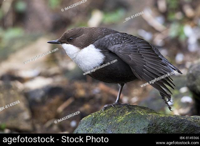 White-breasted dipper (Cinclus cinclus), Emsland, Lower Saxony, Germany, Europe