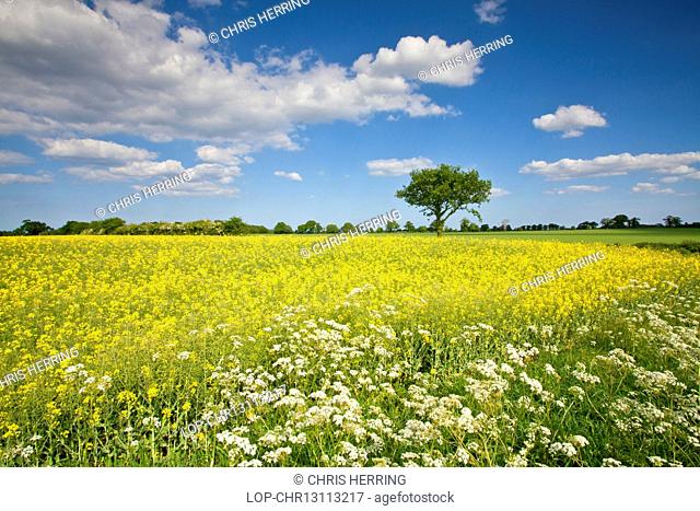 England, Norfolk, Dilham. An oil seed rape field near Dilham in the Norfolk countryside