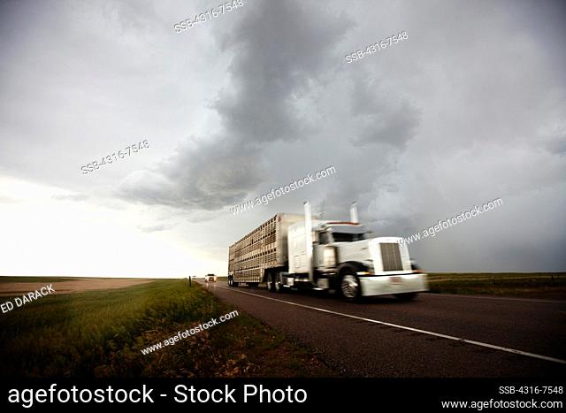 Beef cattle transport truck speeds down a highway just after a funnel cloud dissipated after forming from a powerful thunderstorm, Colorado