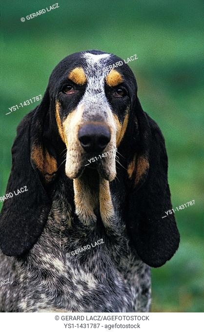 LITTLE BLUE GASCONY HOUND, PORTRAIT OF ADULT