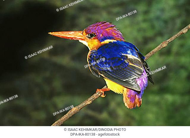 Birds , Oriental Dwarf Kingfisher Ceyx Erithacus