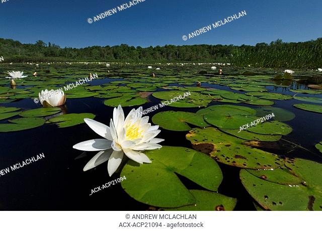 White water lily in wetland on Horseshoe Lake in Ontario's Muskoka Region