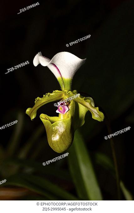 Paphiopedilum spicerianum, Species of flowering plant in the Orchidaceae family. Durgapur village, Nagaland, India