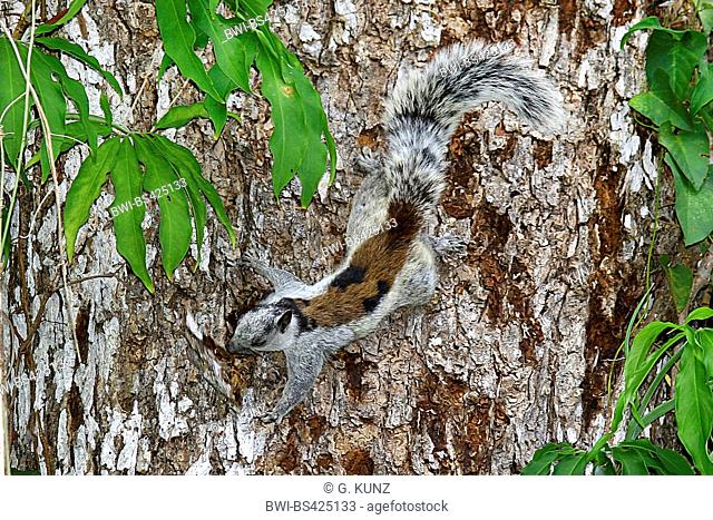 Variegated squirrel (Sciurus variegatoides), climbs at a tree trunk, Costa Rica