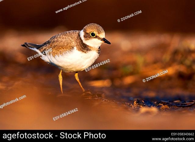 Young little ringed plover wading in swamp in summer at sunrise. Juvenile bird on a beach in springtime with copy space. Wild animal in natural reservation