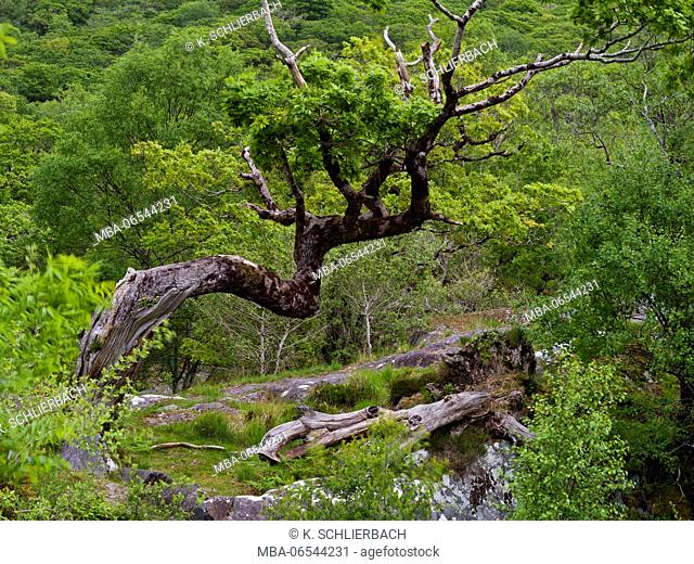 Ireland, County Kerry, Killarney National Park, crooked holm oak in the mountains of the Mangerton Mountains, Ring of Kerry