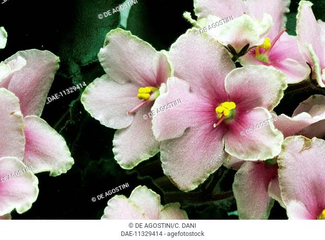 African Violet (Saintpaulia Ionantha), Gesneriaceae