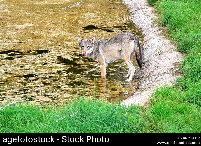 Wolf walking in the water