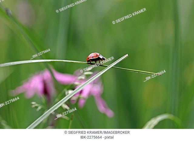 Ladybird (Coccinella sp.) on a blade of grass, Ummendorfer Ried, Baden-Wuerttemberg, Germany, Europe