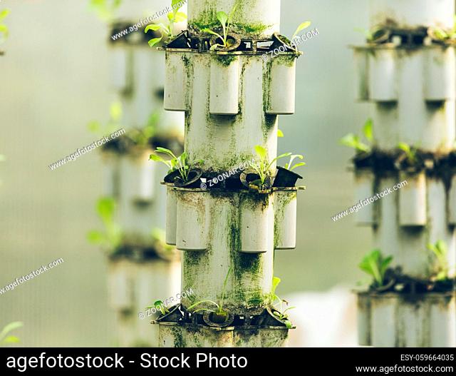 Plants are cultivated in hydroponic system