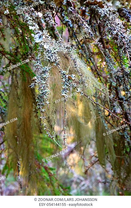 Beard lichen on a branch in the woods