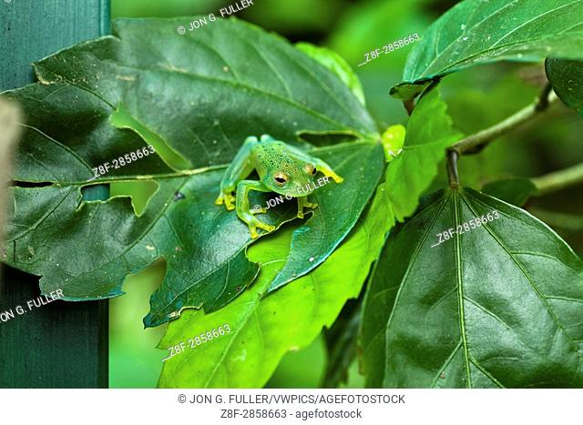 The Granulated Glass Frog, Cochranella granulosa, is primarily a nocturnal frog living along streams in the tropical rainforests from Honduras to Panama