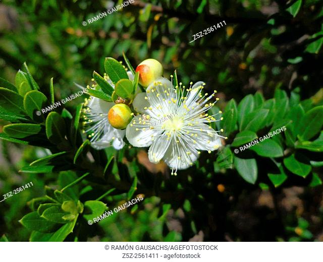 Myrtle (Myrtus communis)