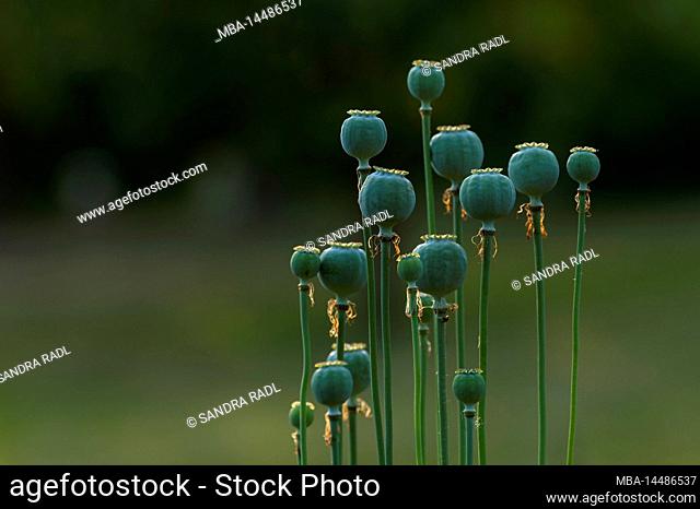 green seed pods of ornamental poppy (Papaver), evening light, Germany