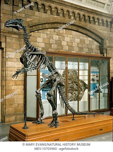 This is one of the most complete skeletons of an Iguanodon discovered in the British Isles. It was collected by R.W. Hardy in 1917 in the shales on the Isle of...