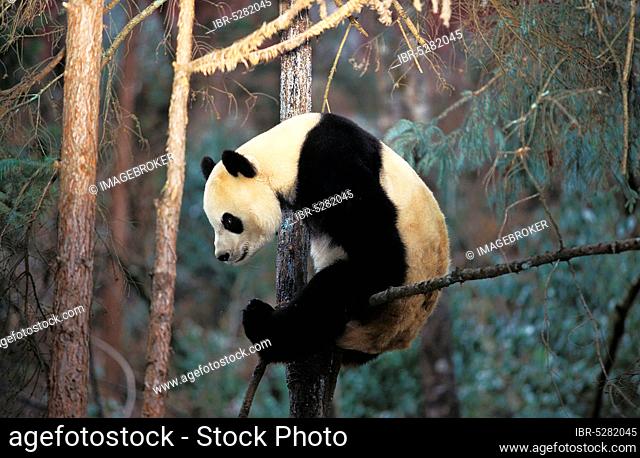 Giant Panda (ailuropoda melanoleuca), Adult in Tree, Wolong Reserve in China