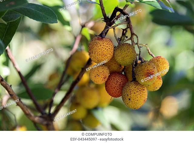 Arbutus flowers and leaves in Portugal