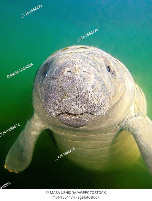 Florida manatee, Trichechus manatus latirostris, calf with neonatal folds and still prominent navel, endangered subspecies of the West Indian manatee, Kings Bay