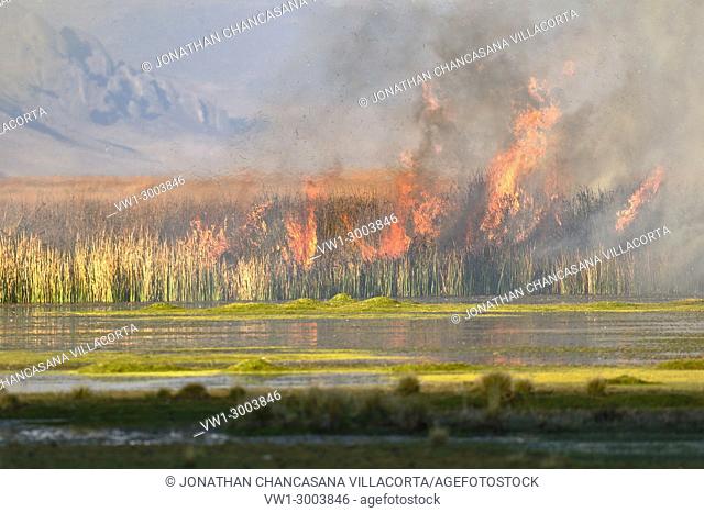 Detail of fire of reeds inside the lake Junín in Ondores. Junin, Perú