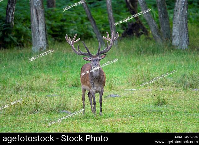 Red deer (Cervus eleaphus) at forest edge, summer, Hesse, Germany