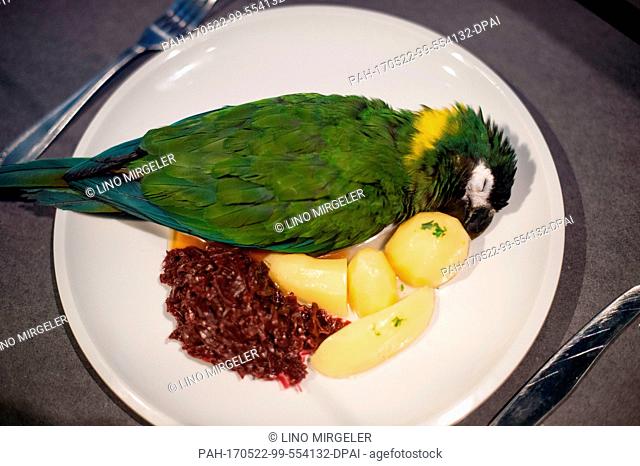 A stuffed macaw on a plate next to potatoes and red cabbage, at the Naturkundemuseum (Natural History Museum) in Berlin, Germany, 22 May 2017
