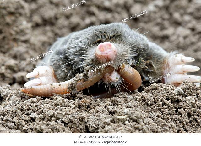Mole - eating worm. (Talpa europaea)