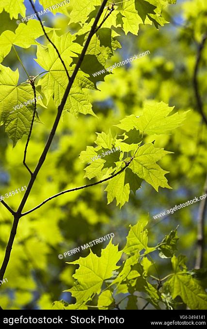Close-up of backlit Acer - Maple tree leaves in spring