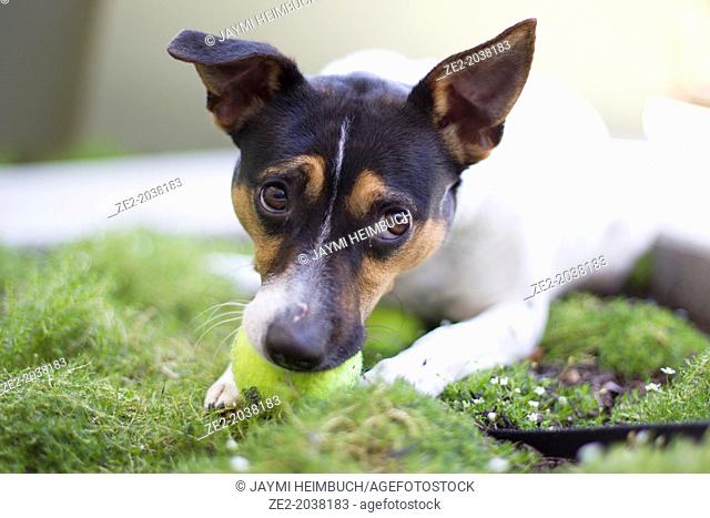 A young rat terrier mix dog lays on the ground among moss, chewing on a tennis ball, a curious expression on its face