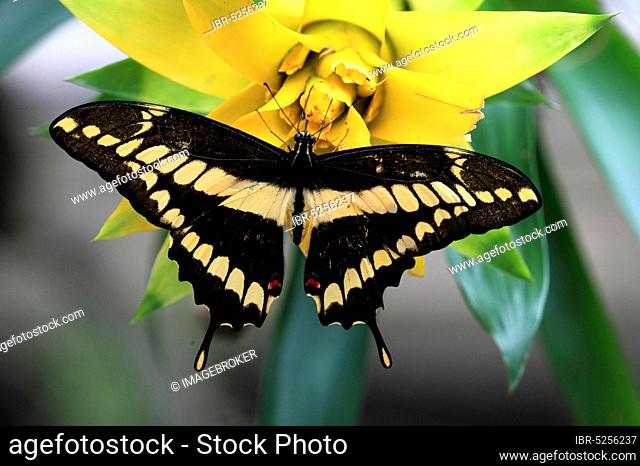 Brazilian swallowtail (Papilio thoas), detachable