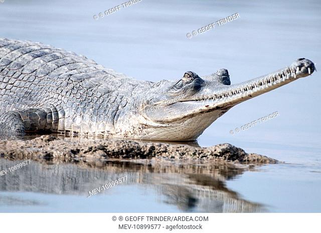 Gharial (Gavialis gangeticus). close up of female - resting on river bank - Chambal River - India