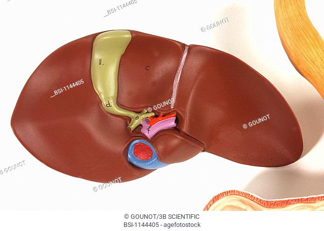 Model of the anatomy of the liver and the gallblader of an adult human body posterior view. The liver has been turned in order to visualize its posterior side