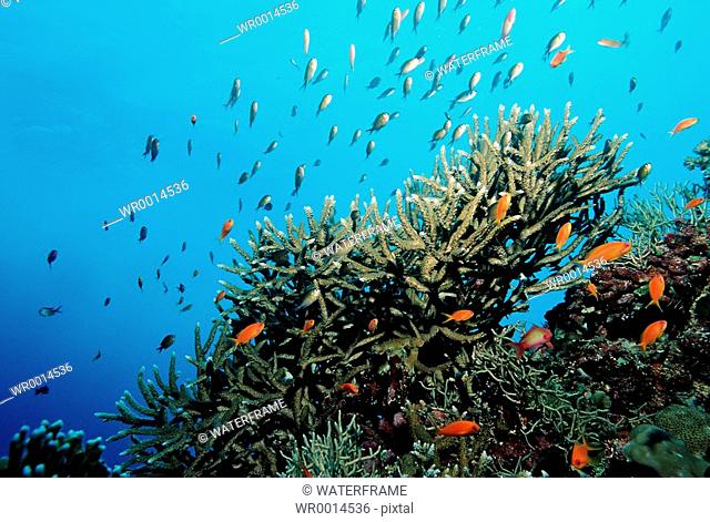 Staghorn coral with Anthias, Red Sea, Sudan