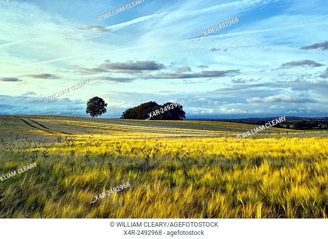 A ripening field of Barley at early evening, Coolnahay, County Westmeath, Ireland