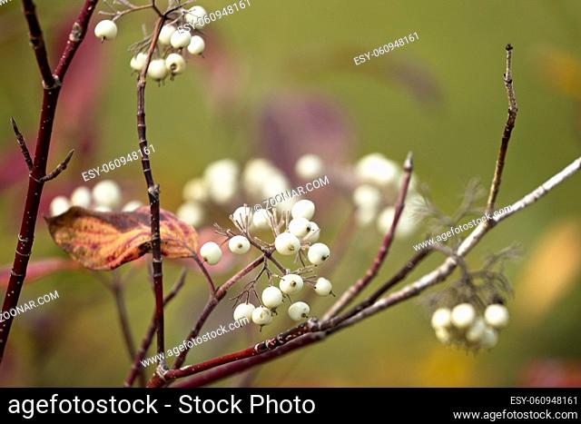 A close up photo of snowberries on a bush in autumn in north Idaho