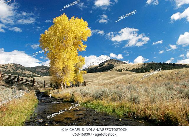 Quaking Aspens in Yellowstone National Park, Wyoming, USA