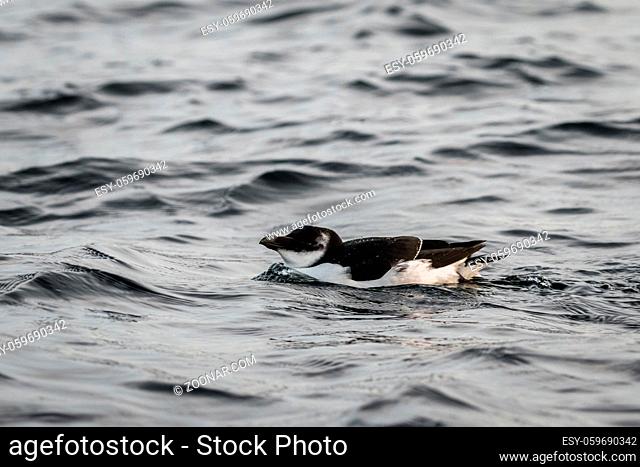 Razorbill, Alca torda, black and white bird swimming in the sea in november. Kristiansand, Norway