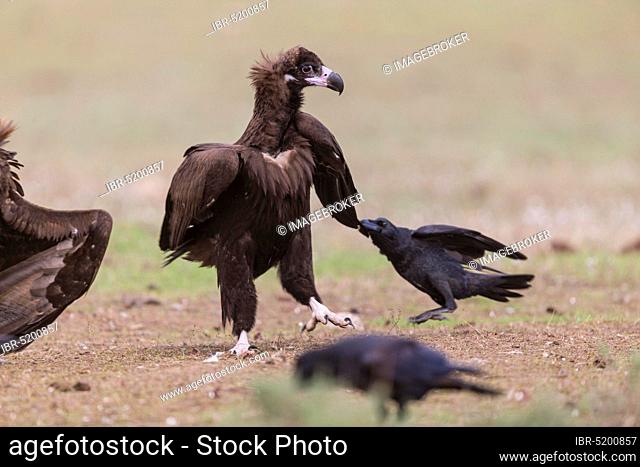 Black Vulture with Common Raven (Aegypius monachus with Corvus corax), Spain, Europe