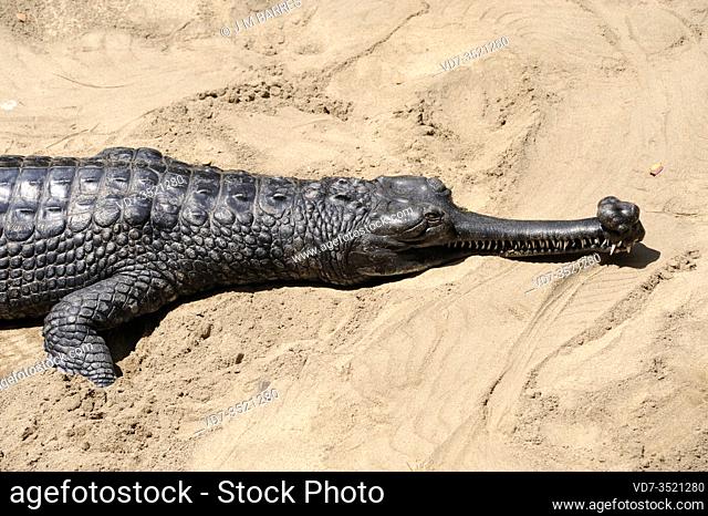 Gharial or gavial (Gavialis gangeticus) is a crocodilian native to southern Asia from Pakistan and India to Myanmar. Male specimen