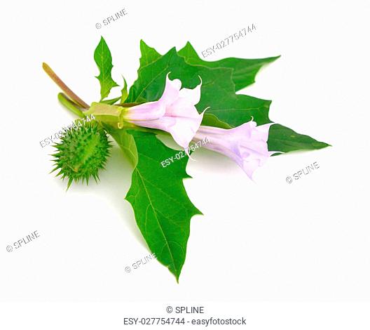 Datura, daturas, devil's trumpets, angel's trumpets. Isolated on white background