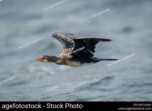 Reed cormorant flies over waves lifting wings